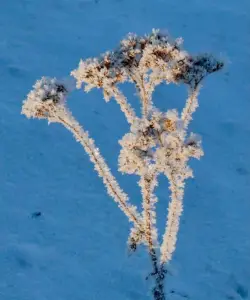 Tom 03 Noorse sneeuw